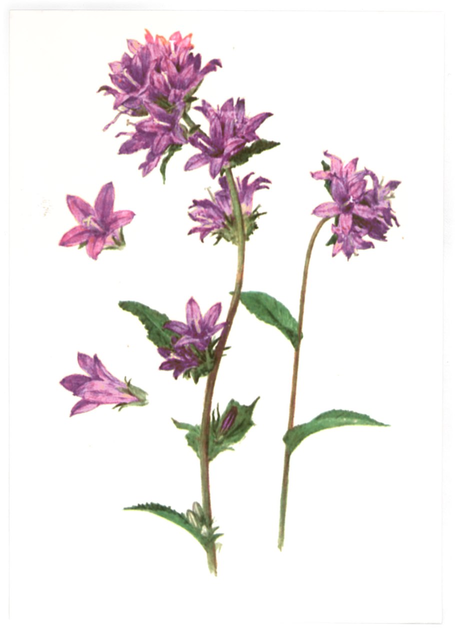 Колокольчик скученный Луговой