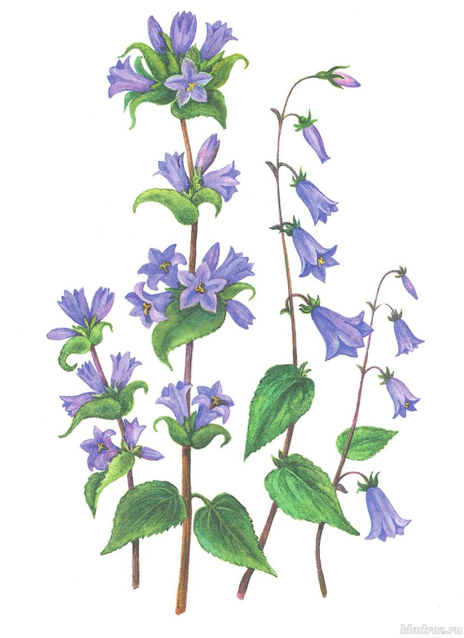 Колокольчик широколистный рисунок