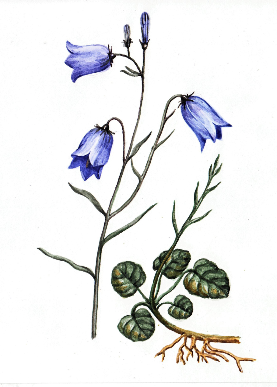 Колокольчик широколистный Альба