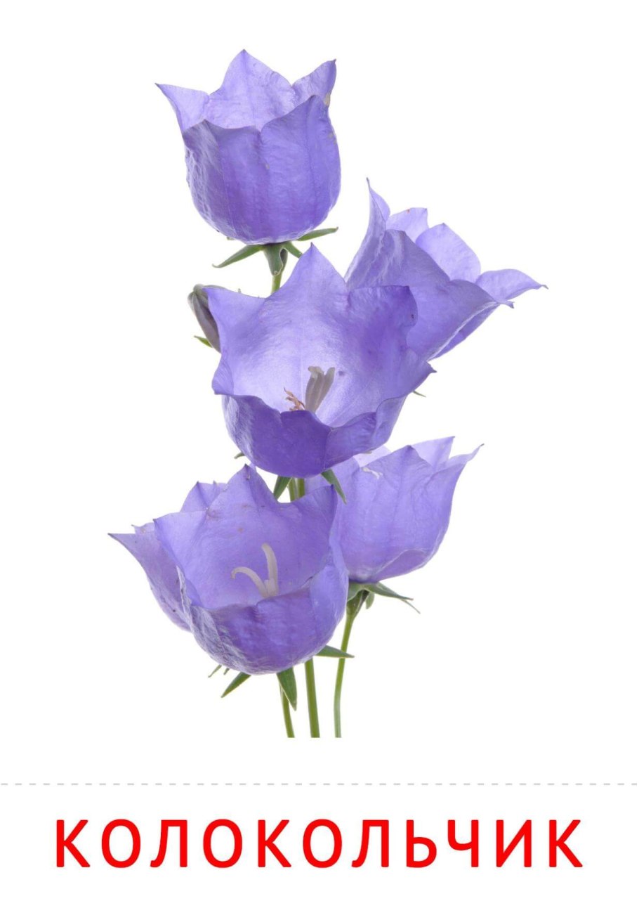 Колокольчик карточка для детей