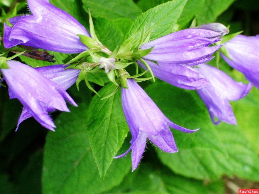 Колокольчики Сибирские, широколистный