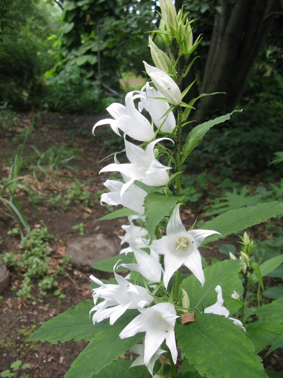 Campanula rotundifolia