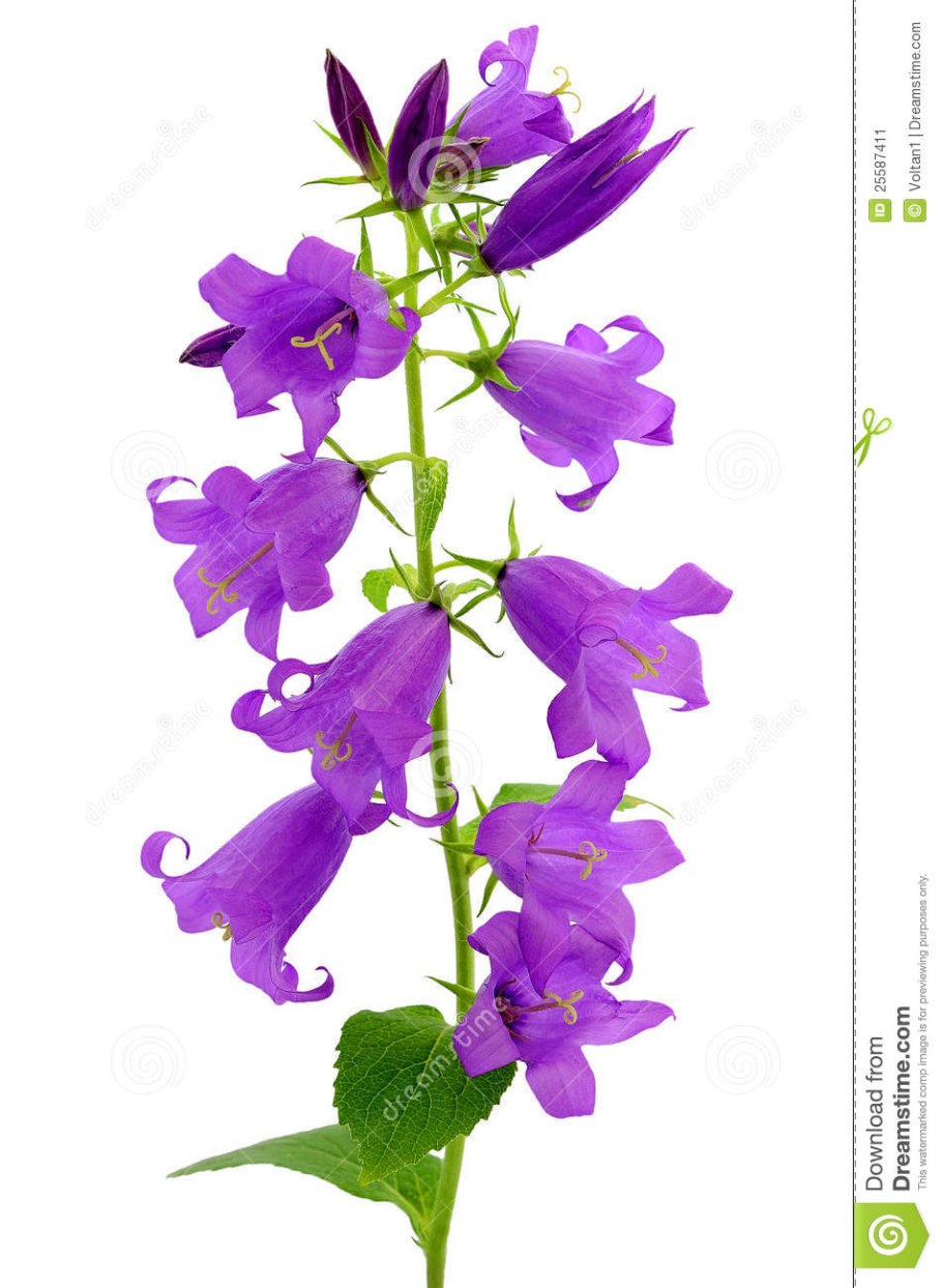 Кампанула на белом фоне