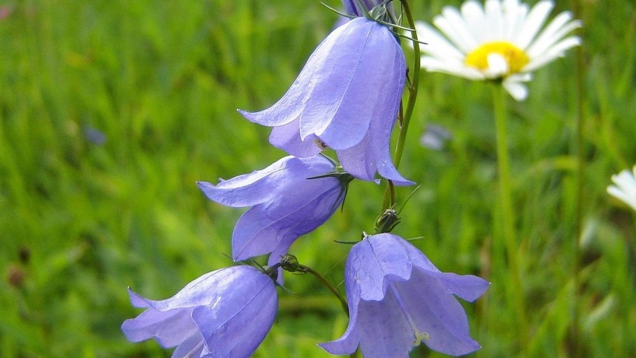 Колокольчик луговой