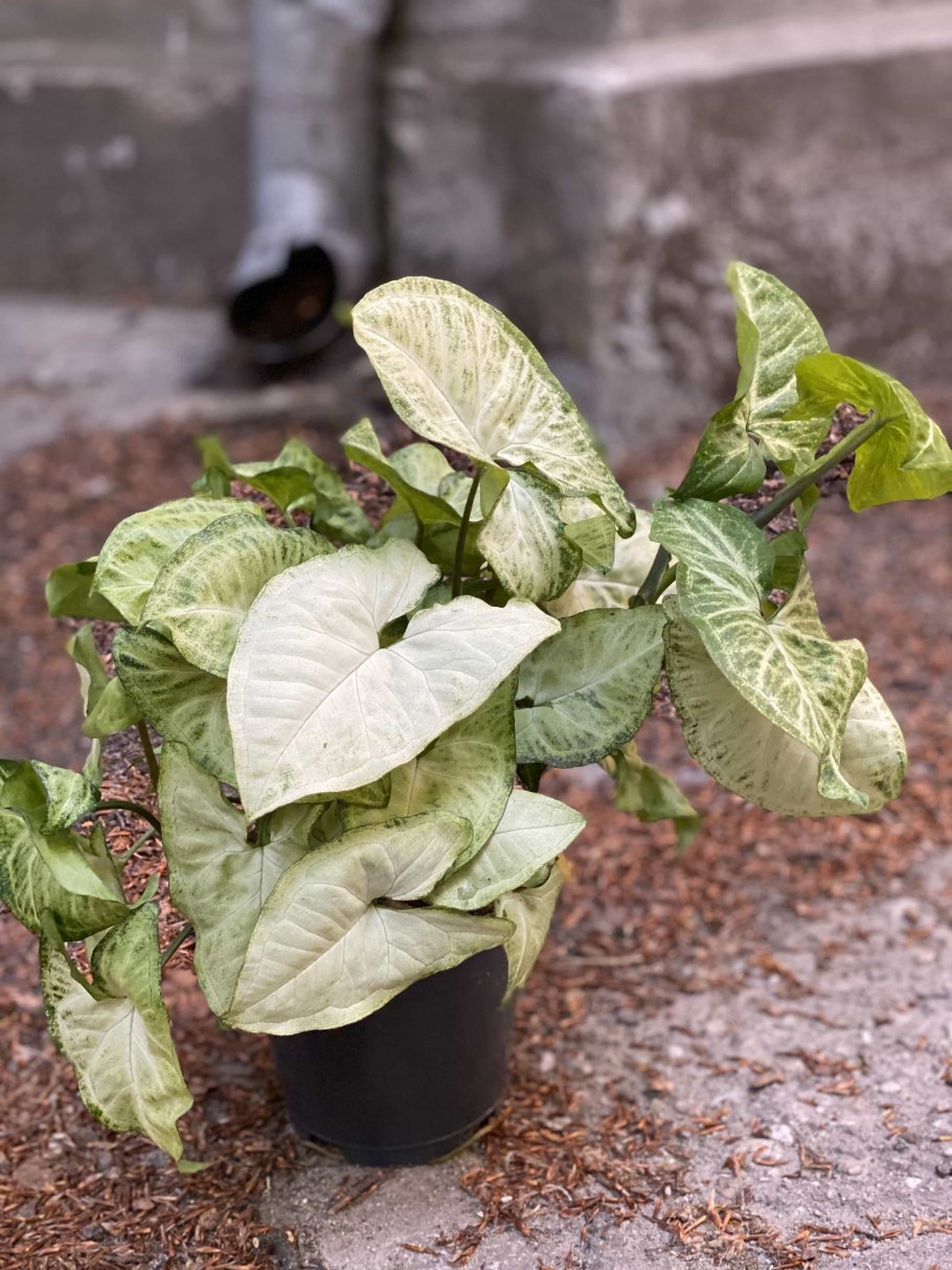 Сингониум Подофиллум