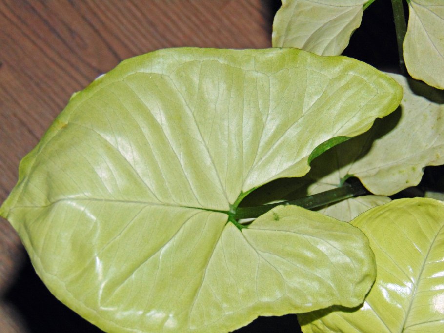 Сингониум щитовка