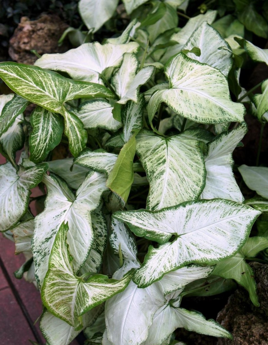 Syngonium конфетти Триколор