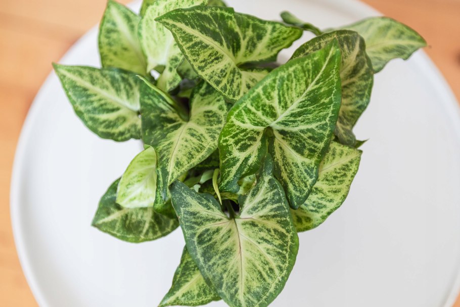 Сингониум ред Харт