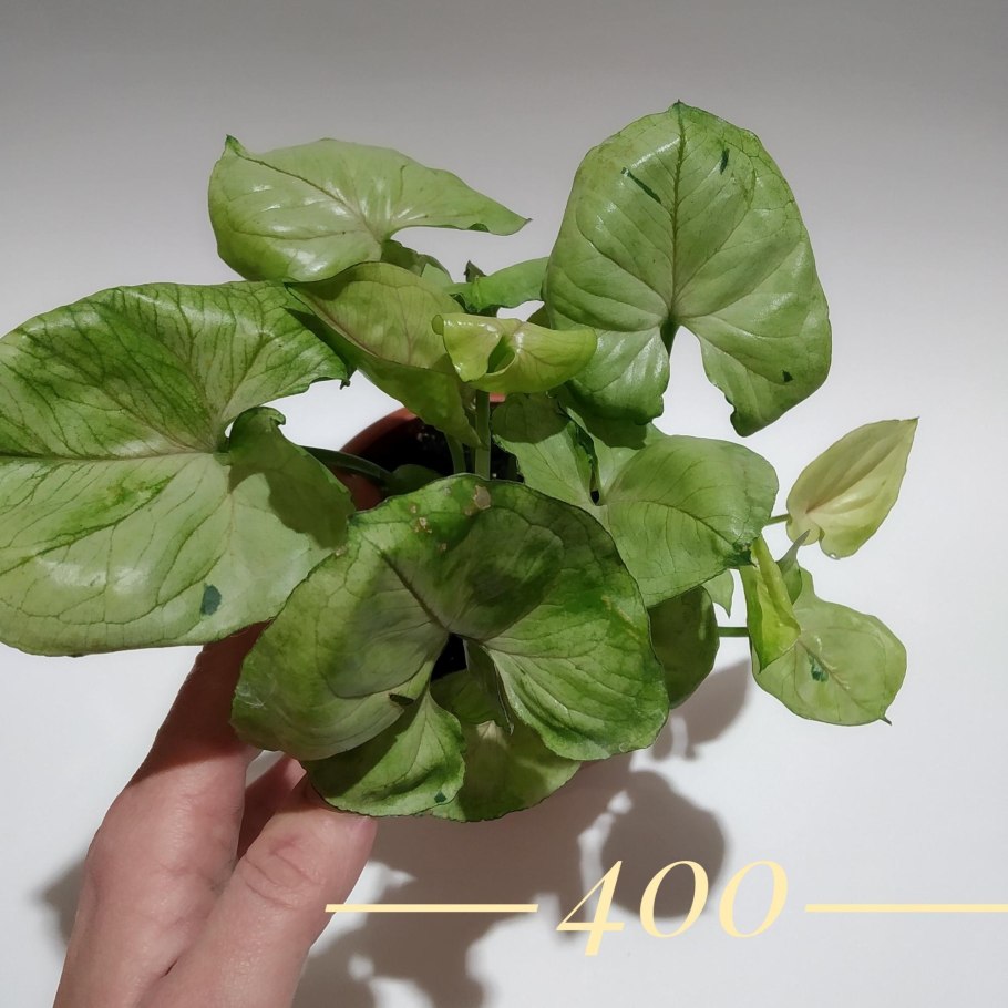 Сингониум Саншайн