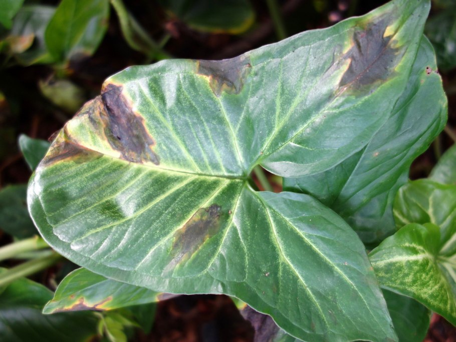 Сингониум wendlandii