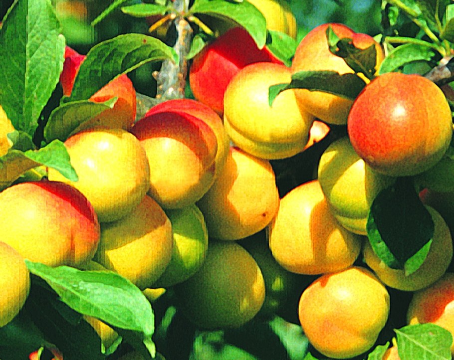 Алыча сорт Клеопатра