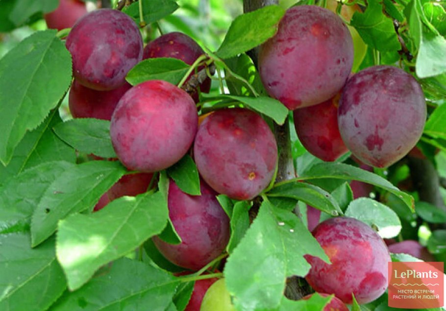 Слива алыча Кубанская Комета