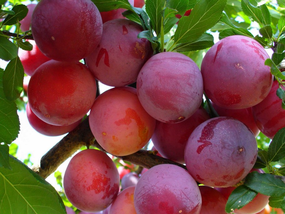 Сорта слив с описанием и картинками