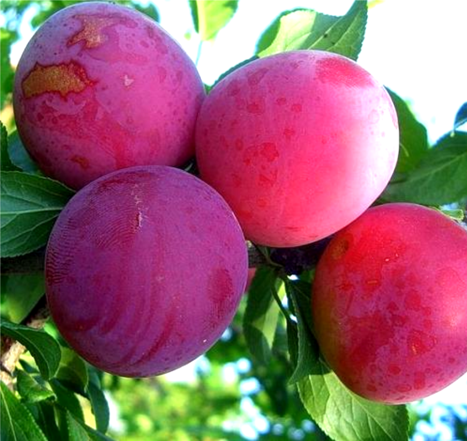 Ренклод Альтана