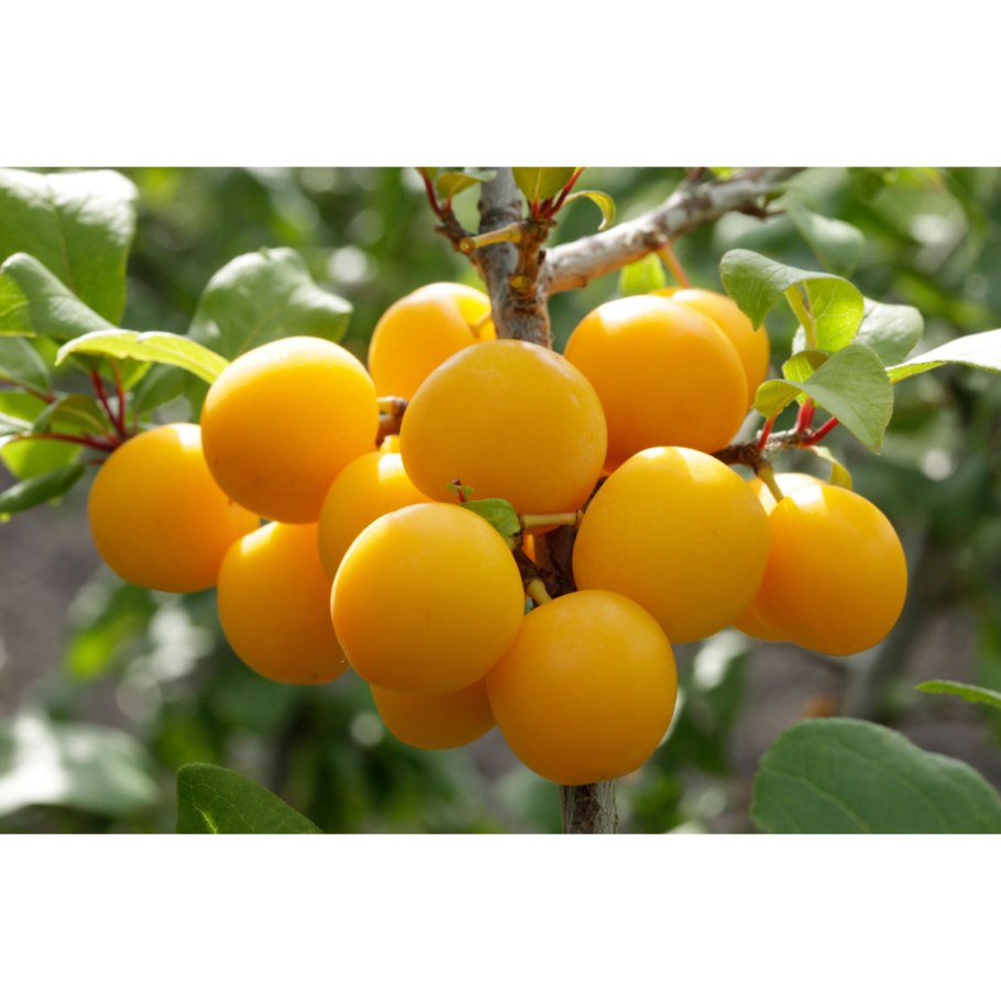 Алыча Лодва