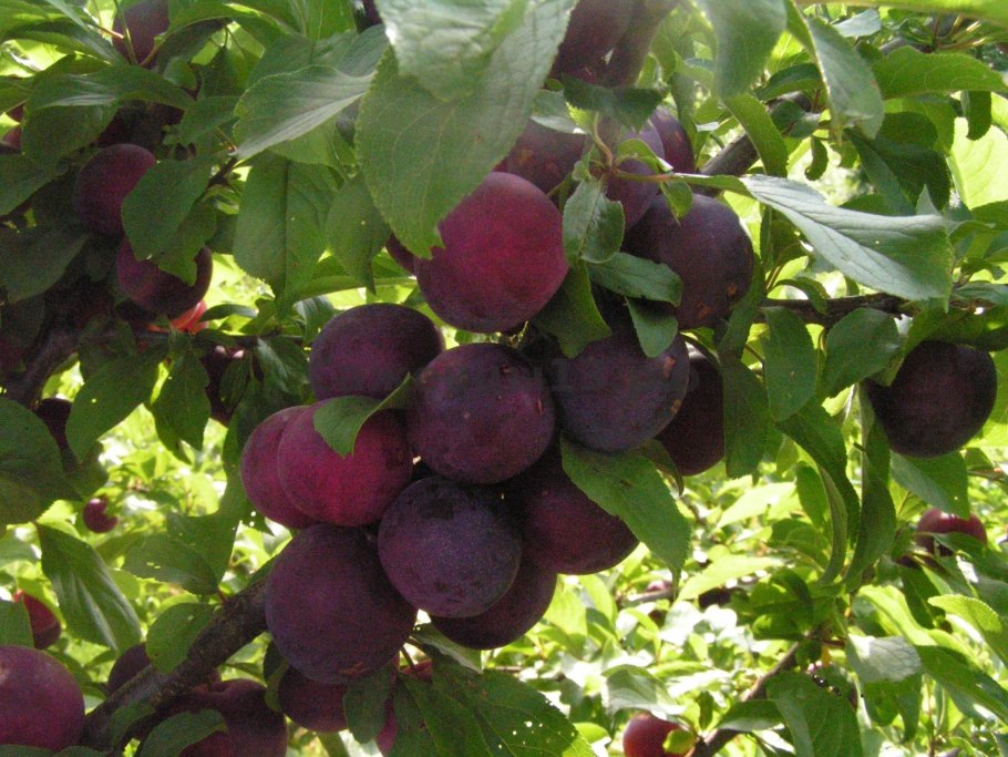 Алыча Санейко