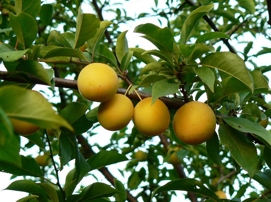 Сорт путешественница алыча