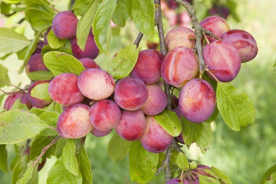 Алыча вишневидная