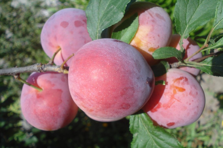 Алыча Арбузная