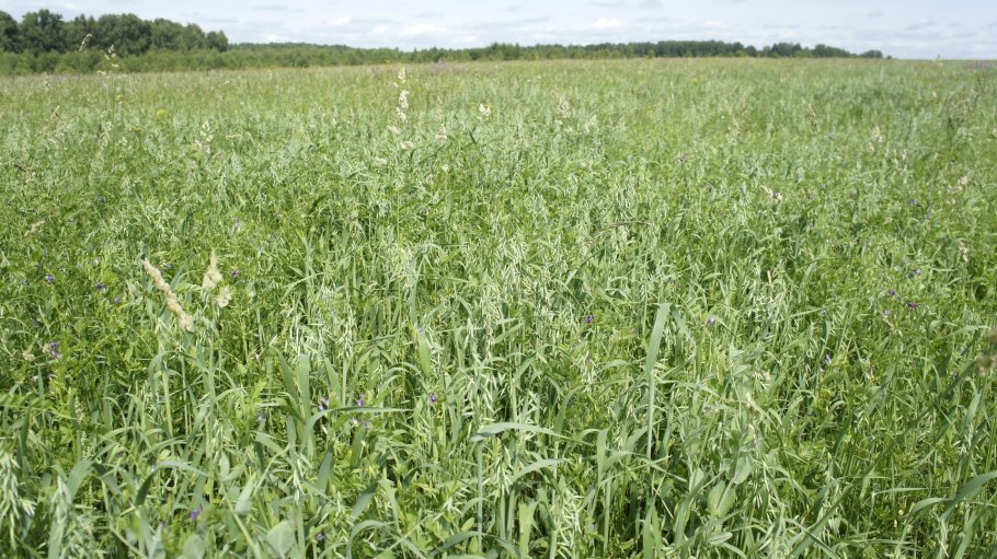 Вико-овсяная смесь на сено