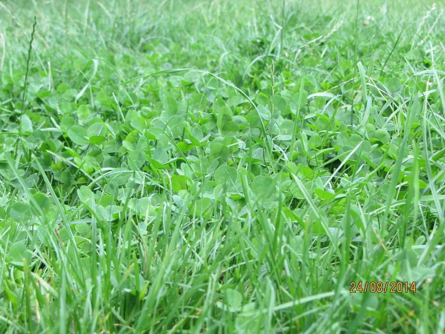 Овсянка Луговая.райграс пастбищный.Клевер ползучий