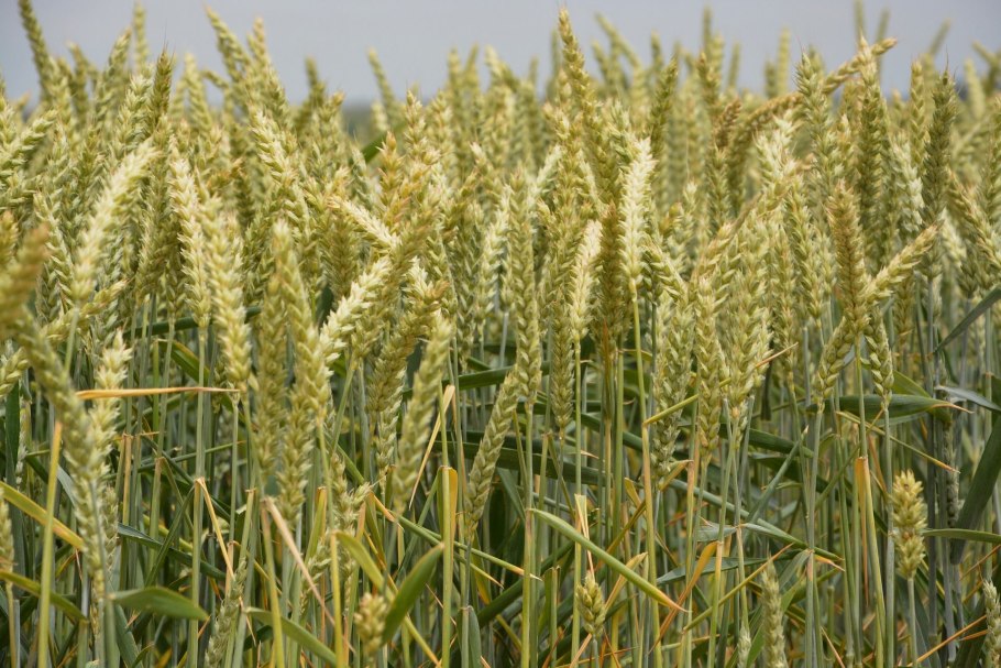 Семейство злаки кукуруза