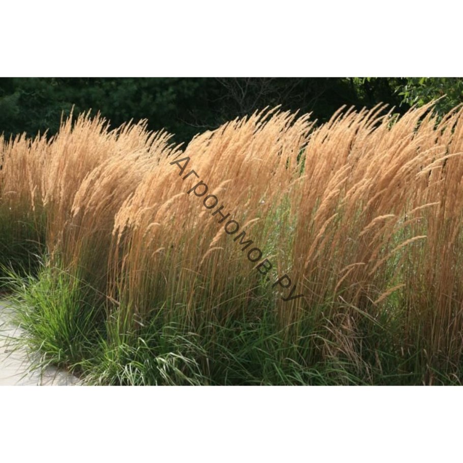 Овсюг молодой