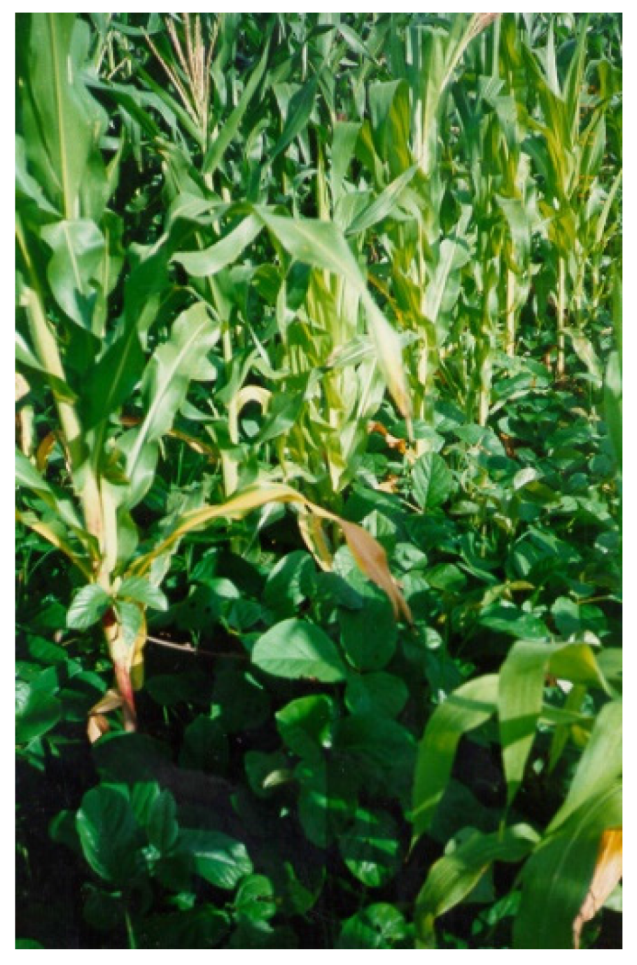 Многолетние злаковые и бобовые травы