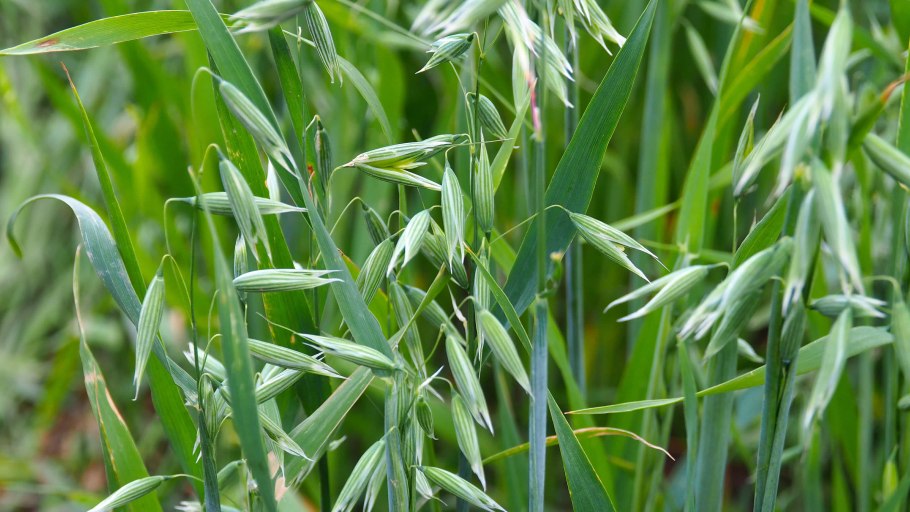 Сроки посева сидератов таблица