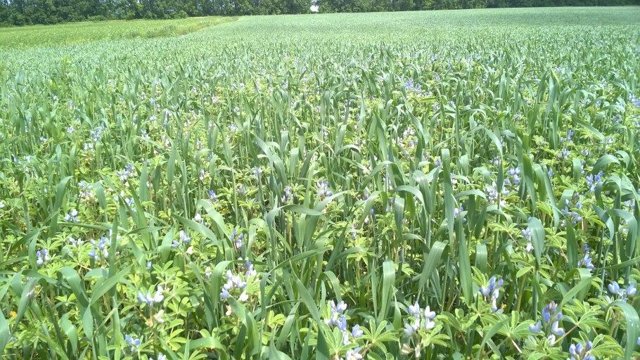 Сидерат чечевица сидерат