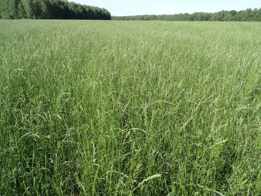 Вика Яровая сидерат