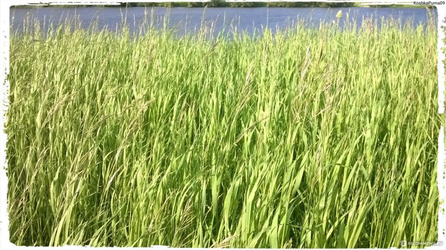 Луговой Клевер кормовой