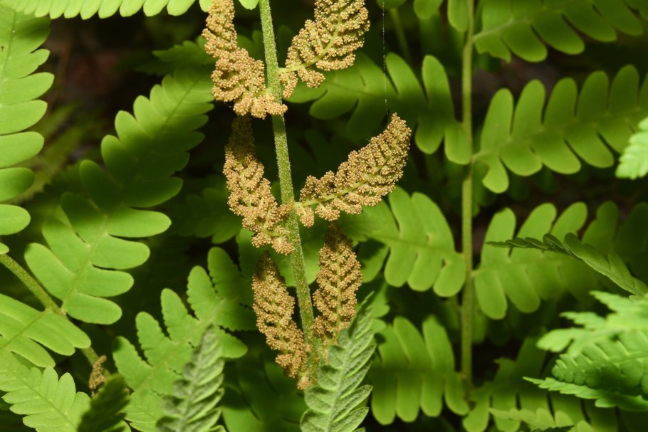 Athyrium vidalii