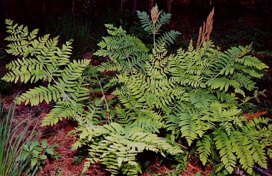 Osmunda claytoniana