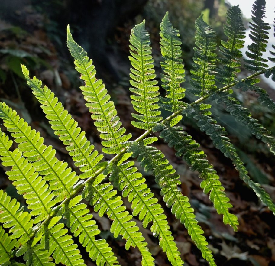 Щитовник красносорусовый (dryopteris erythrosora) пролифика с3 НСП/20 фото