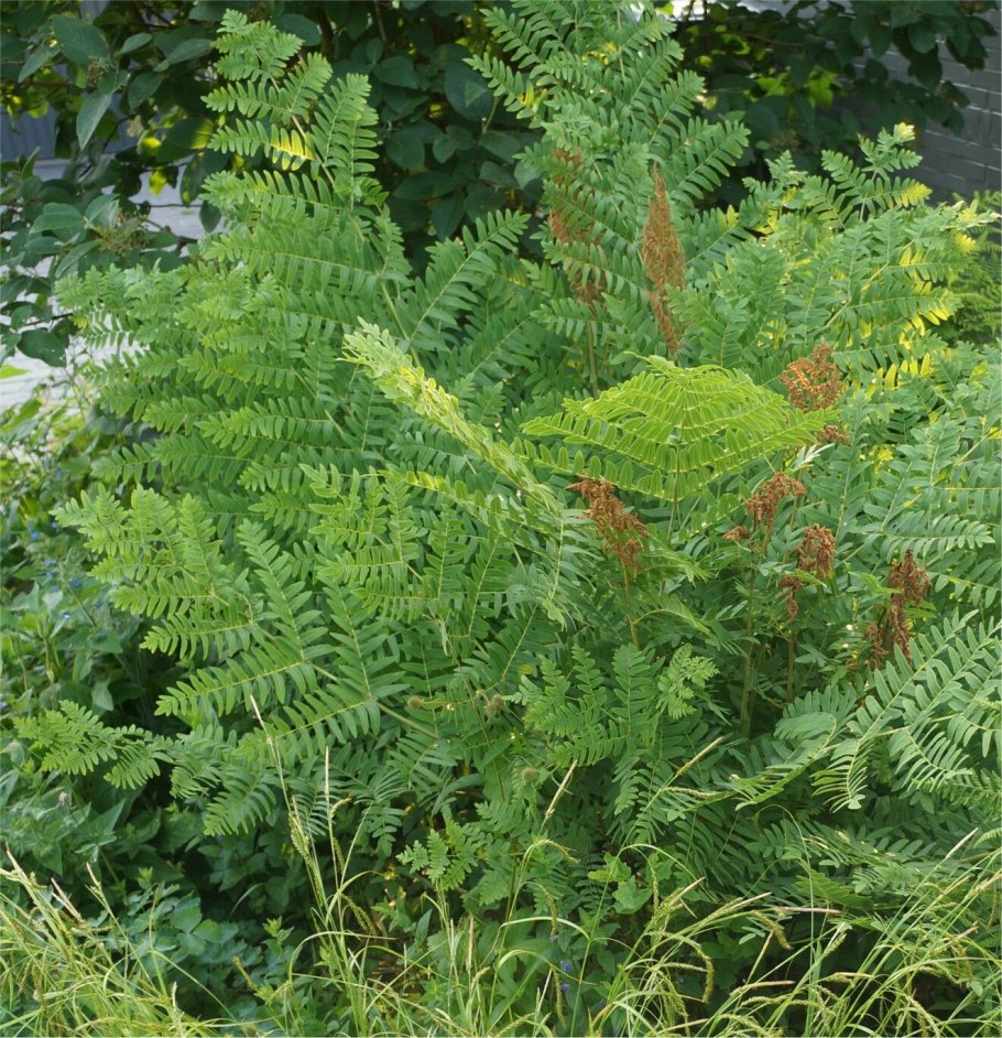 Osmunda sipnonosele