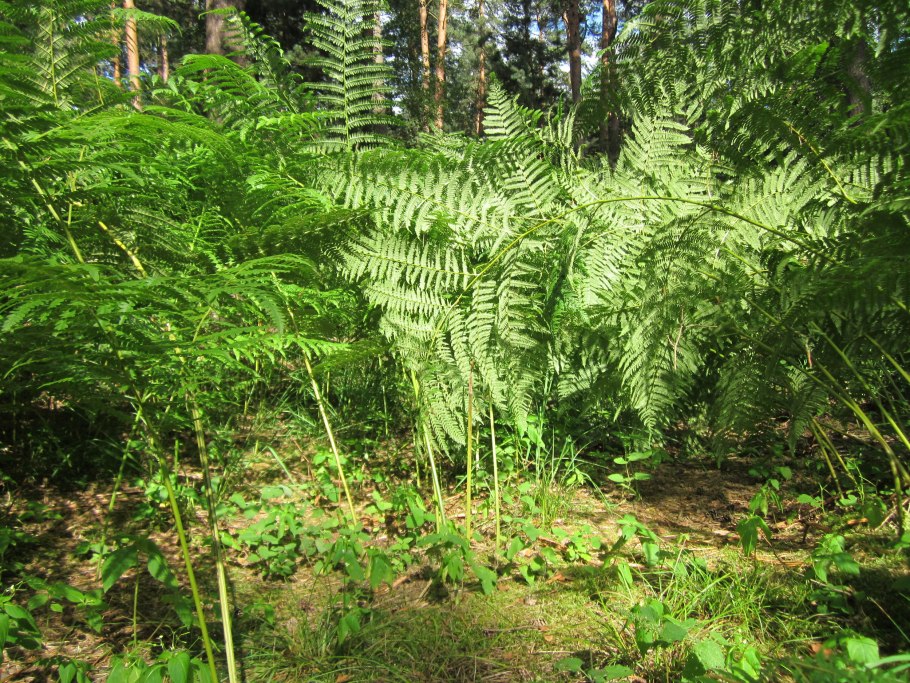 Папоротник чистоуст