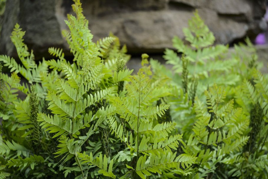 Папоротник чистоуст величавый