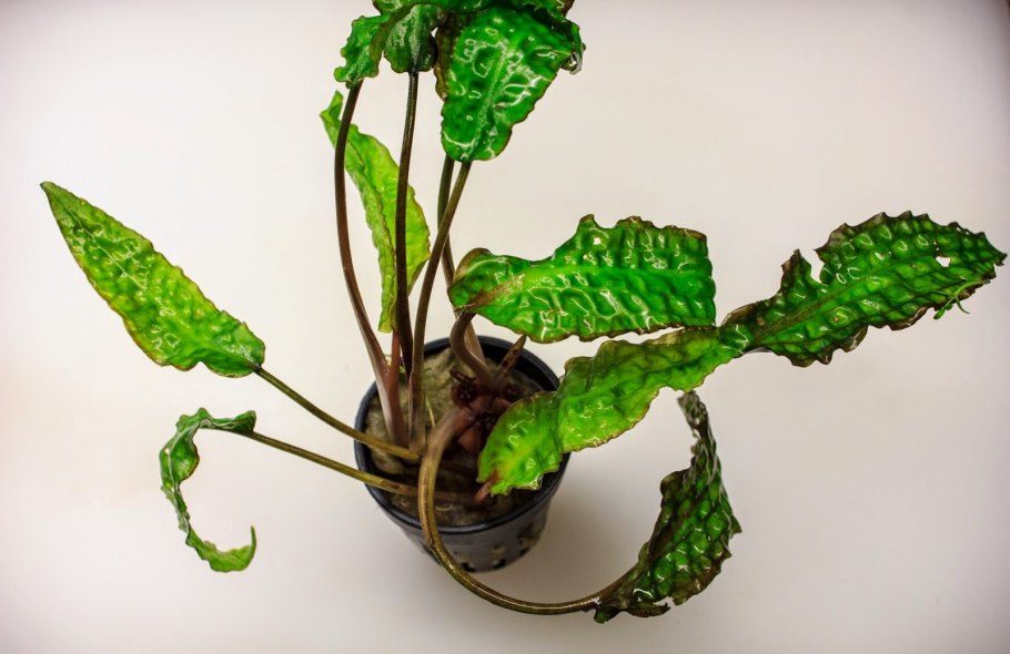 Криптокорина hudoroi