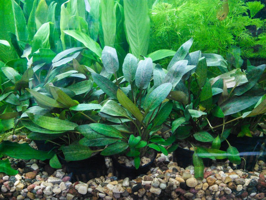 Криптокорина Нилешвар