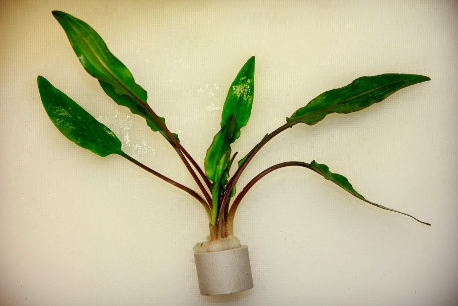 Cryptocoryne SP. Nileshwar