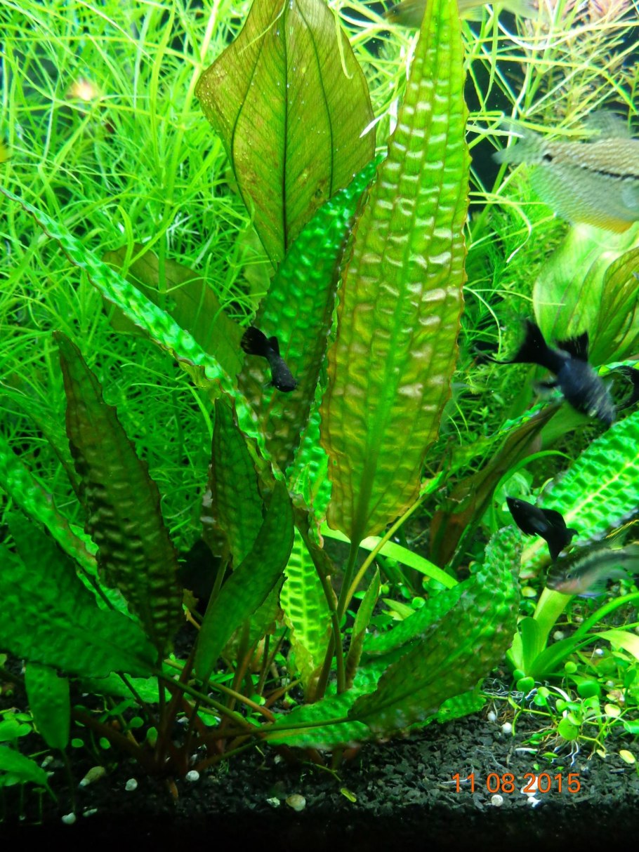 Криптокорина Мельмана (Cryptocoryne moehlmannii)
