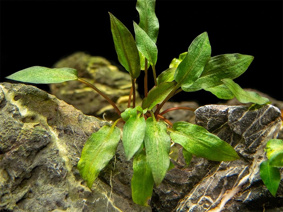 Cryptocoryne wendtii "Tropica"