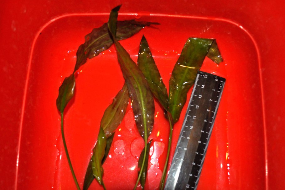 Криптокорина Валкера