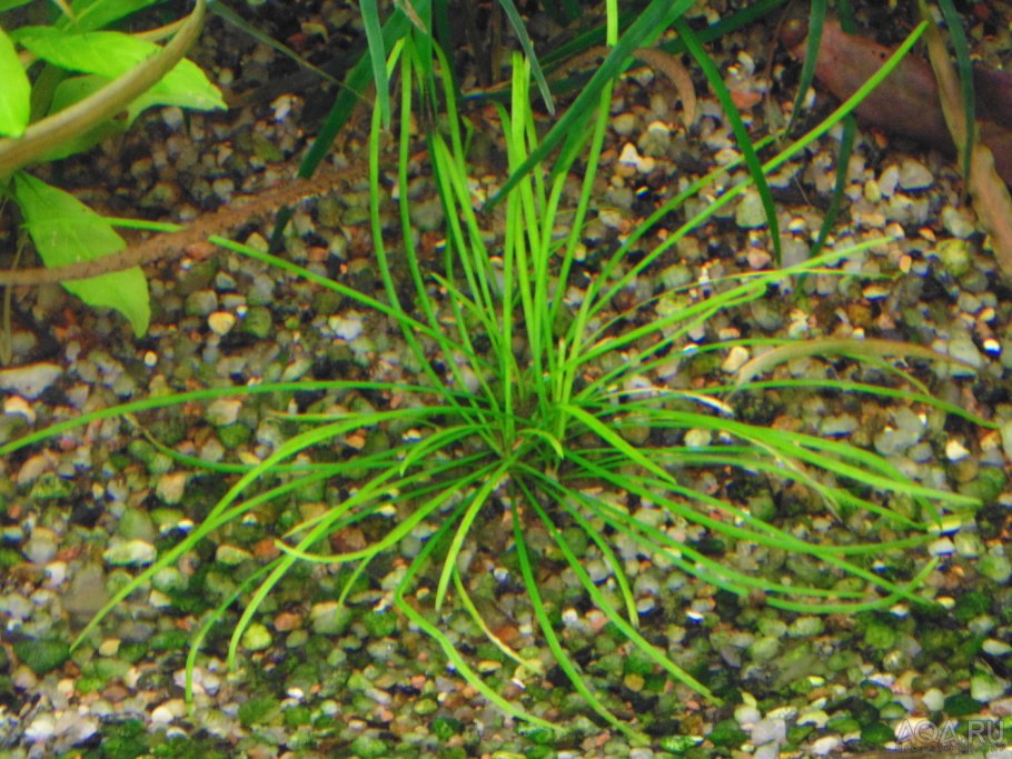 Сryрtосоrynе соrdаtа