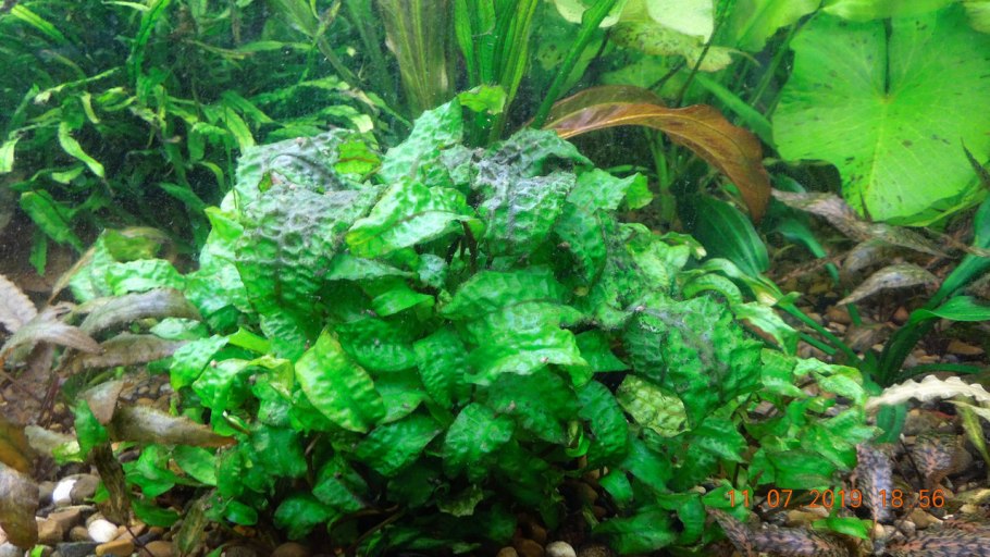 Cryptocoryne striolata