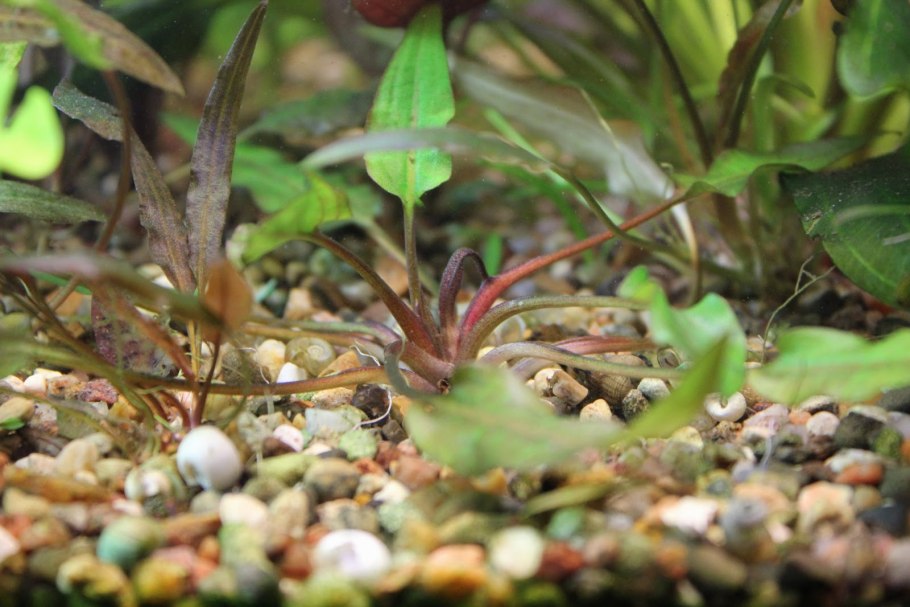 Криптокорина пурпурная Cryptocoryne purpurea