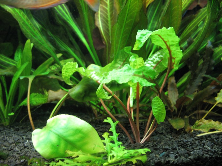 Cryptocoryne SP. Nileshwar