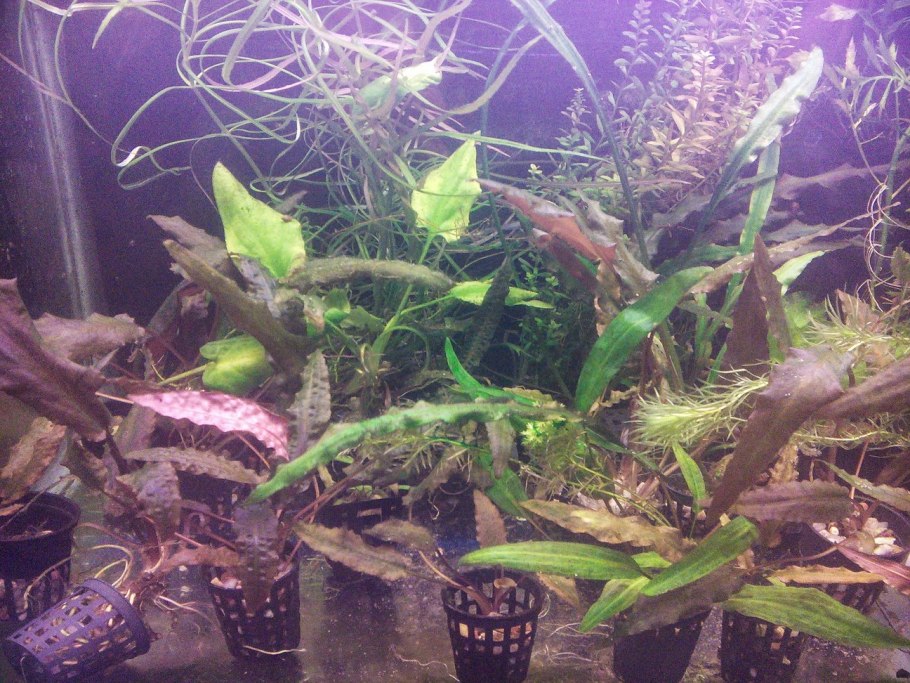 Cryptocoryne hudoroi