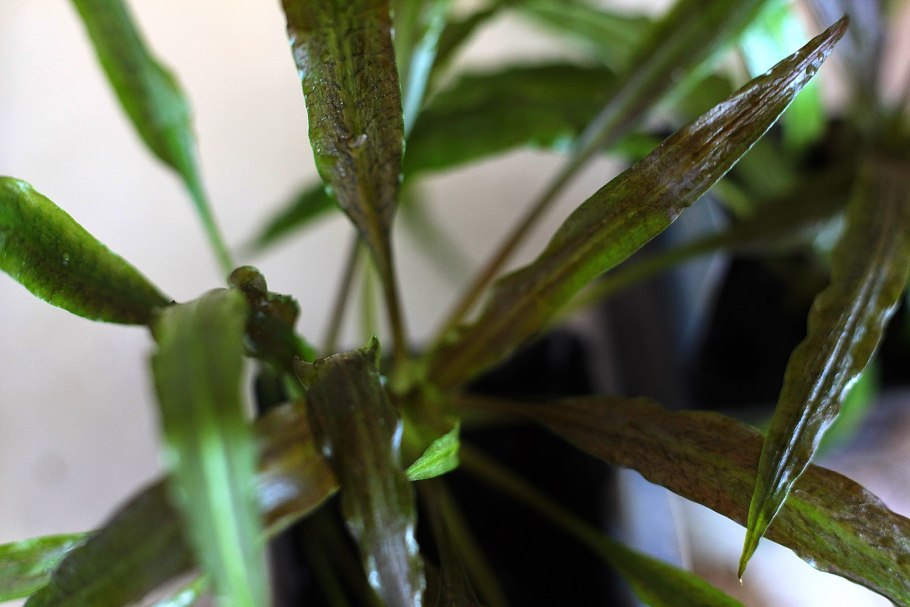 Криптокорина пузырчатая